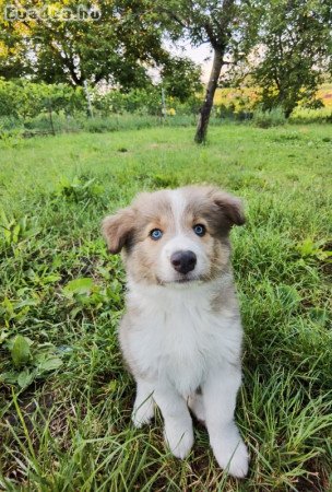 Blue Sable Border Collie