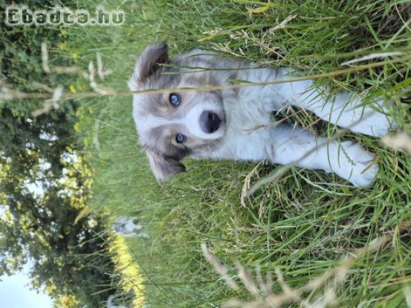 Blue Sable Border Collie