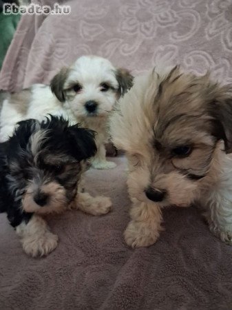 Bichon havanese kiskutyák eladók