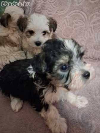 Bichon havanese kiskutyák eladók