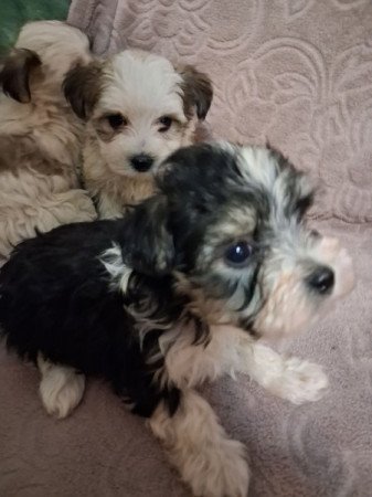 Bishon havanese
