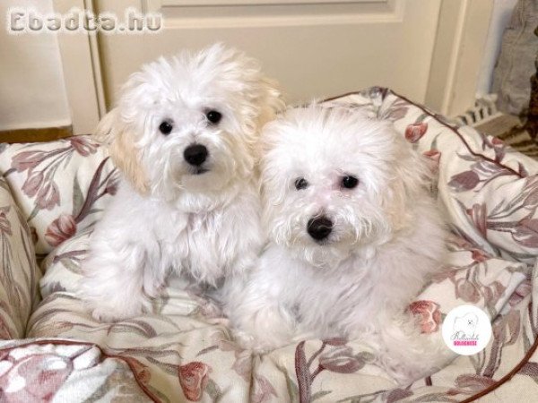 Prémium Bolognese kiskutya