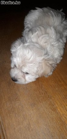 Bichon Havanese kisfiú