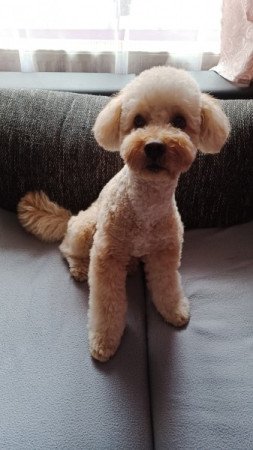 Máltai+uszkár=Maltipoo havanese bichon