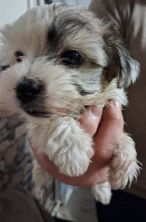 Bishon havanese