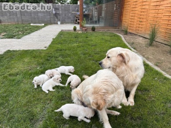 Golden Retriever kiskutyáink júliusban költöznének