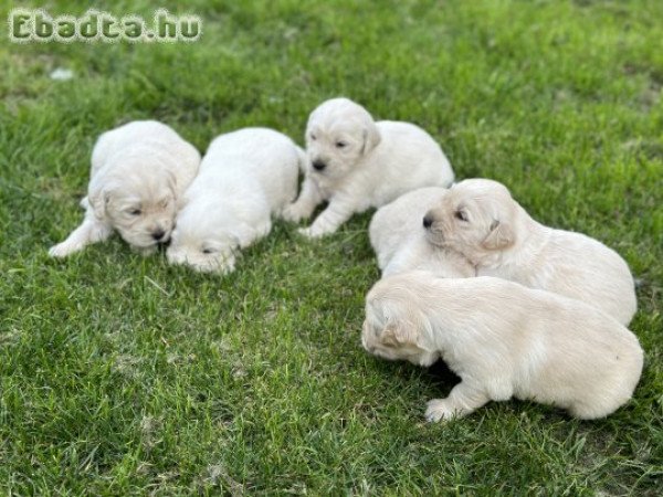 Golden Retriever kiskutyáink júliusban költöznének