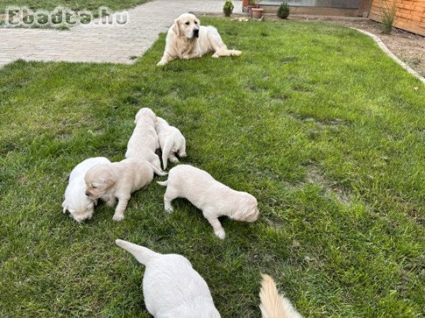 Golden Retriever kiskutyáink júliusban költöznének