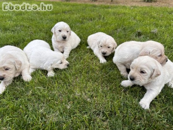 Golden Retriever kiskutyáink júliusban költöznének