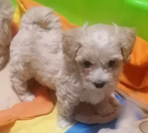 Maltipoo (máltai x uszkár)