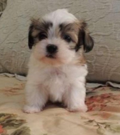 Bichon havanese