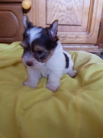 Yorkshire terrier biewer csoki