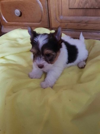 Yorkshire terrier biewer csoki