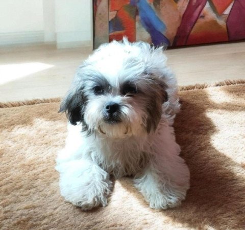 Bichon havanese