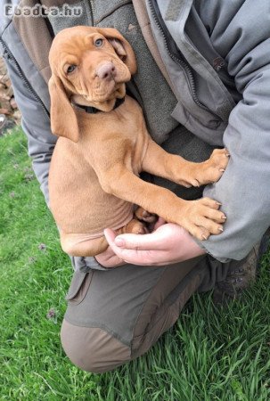 Magyar vizsla kölykök