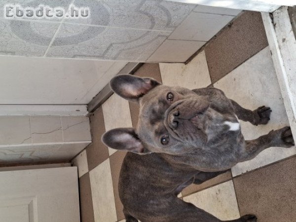 2 éves Francia Bulldog eladó