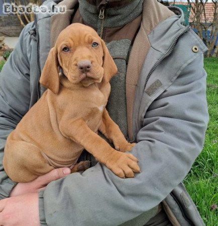 Magyar vizsla kölykök