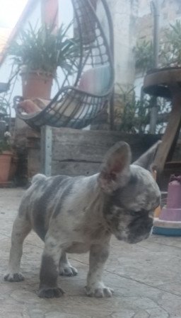 Francia Bulldog