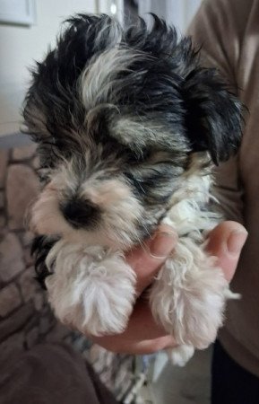 Bishon havanese