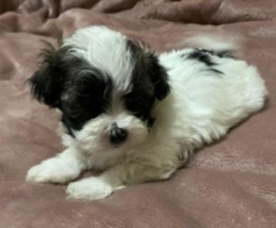 Bichon havanese