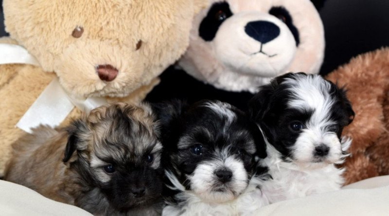 Bichon havanese