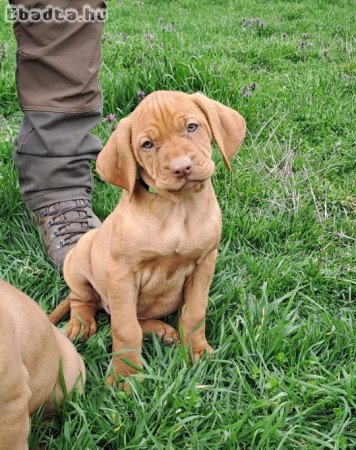 Magyar vizsla kölykök