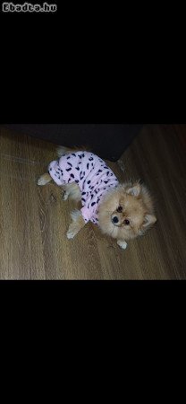 Pomerániai Törpespicc