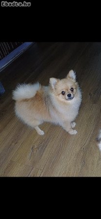 Pomerániai Törpespicc