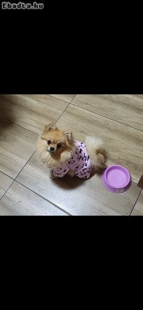 Pomerániai Törpespicc