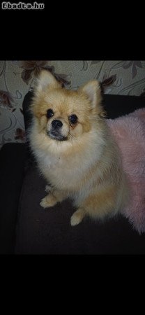 Pomerániai Törpespicc