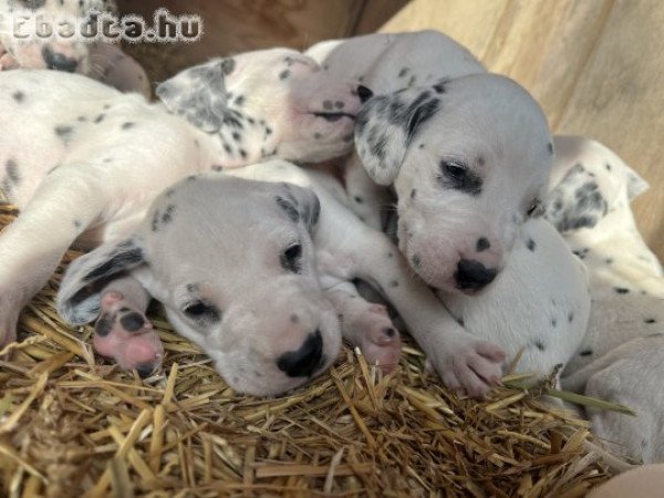 Dalmát a kiskutyák