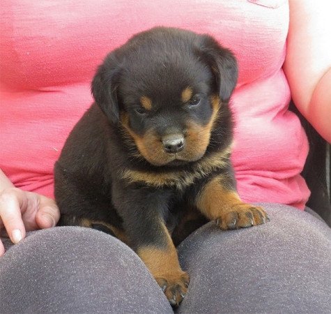 Rottweiler