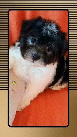 Bichon havanese