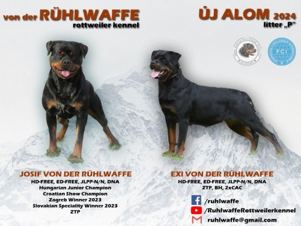 Rottweiler