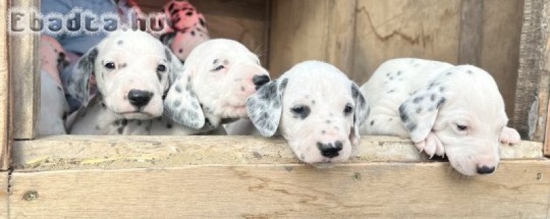 Dalmata kiskutyák