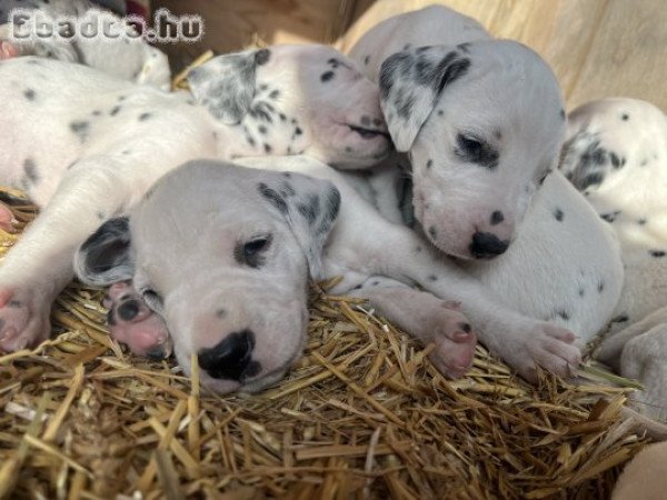 Dalmata kiskutyák