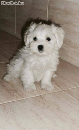 Máltai selyem kölykök