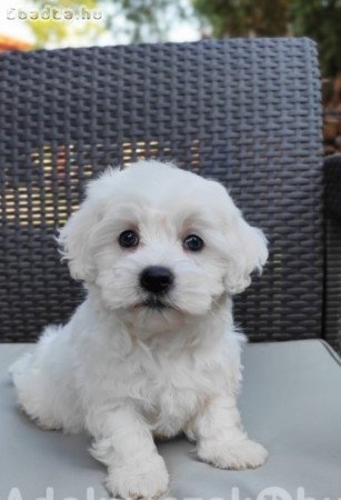 Máltai selyem kölykök