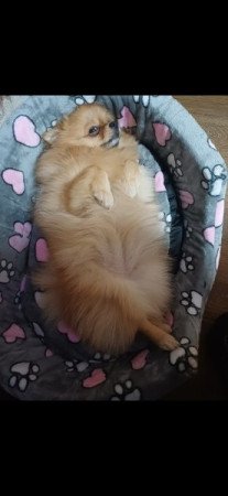 Pomerániai Törpespicc