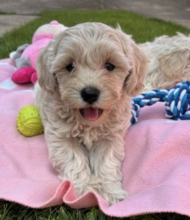 Maltipoo