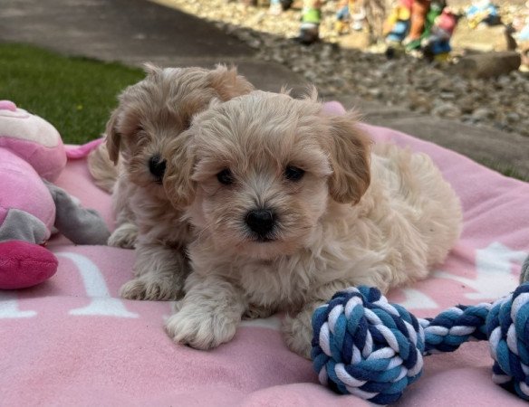 Maltipoo