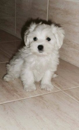 Máltai selyem szőrű