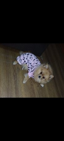 Pomerániai Törpespicc