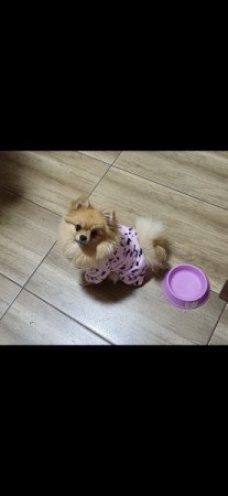 Pomerániai Törpespicc