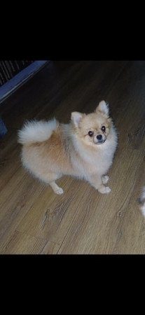 Pomerániai Törpespicc