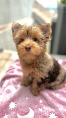 Yorkshire terrier