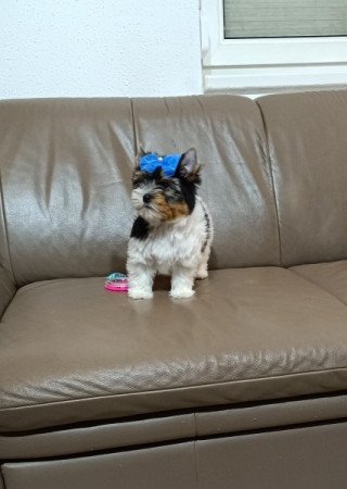 Biewer Yorkshire Terrier