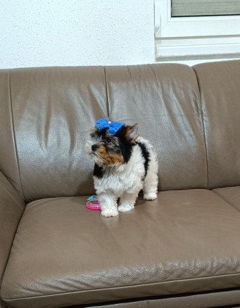 Biewer Yorkshire Terrier