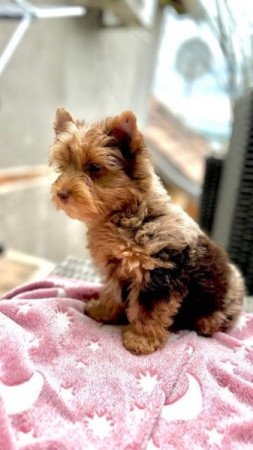 Yorkshire terrier