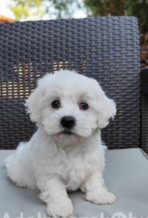 Máltai selyem szőrű